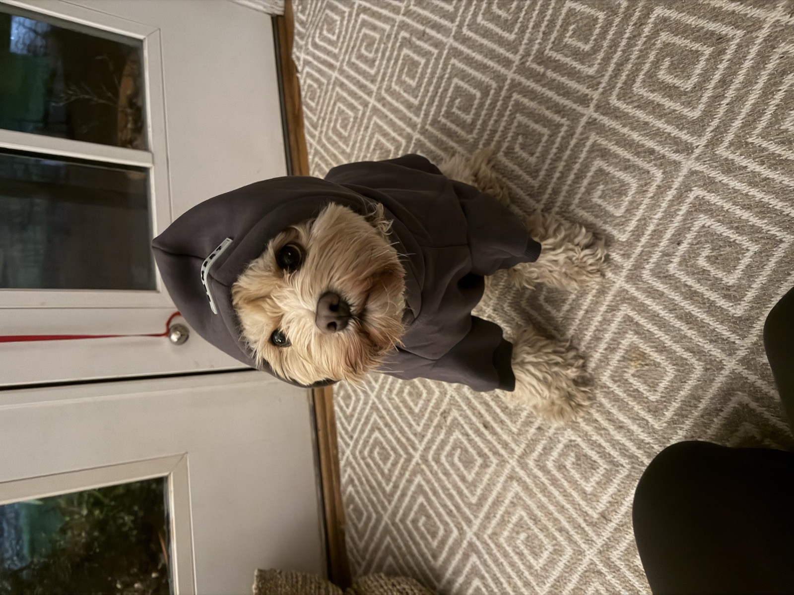 Earl the Cavapoo wearing a hoodie
