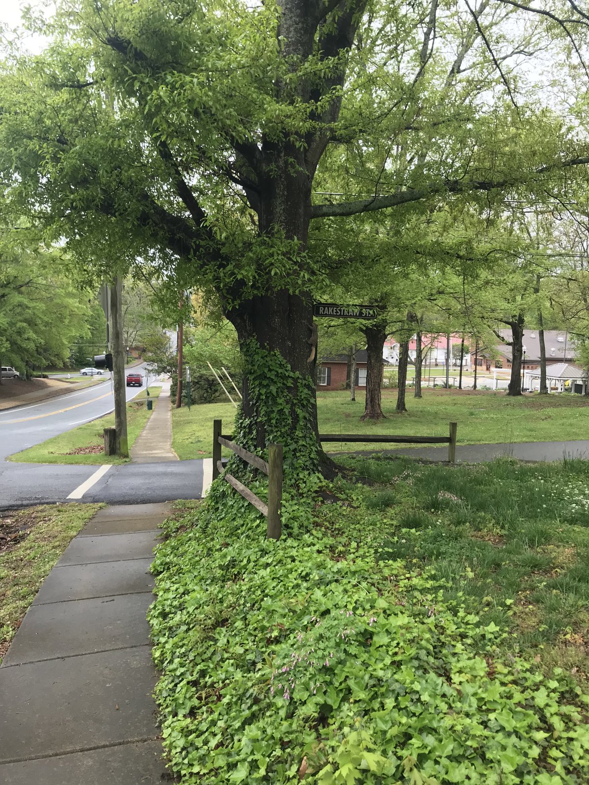 A box turtle spotted in Norcross