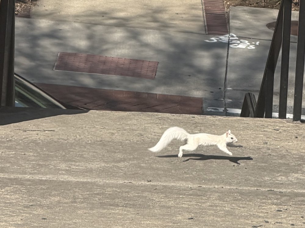 The famous white squirrel mural in downtown Norcross